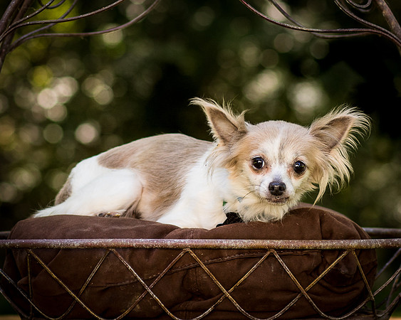 Foster Marta-7706