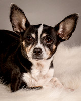 Foster Justice-4601