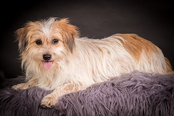 Foster Tiny-1290