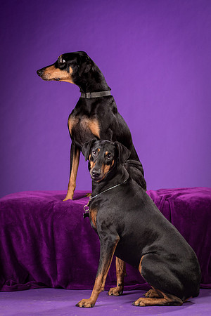 Ursa and Krecher-2922