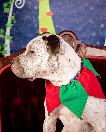 Foster Sylvester-0951