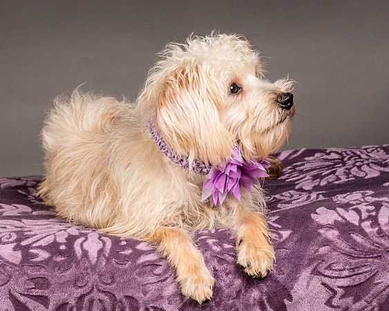 Foster Henrietta-8523