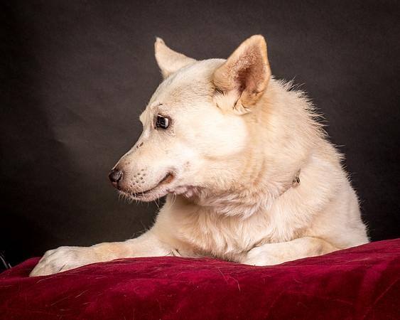 Foster Apache-0563