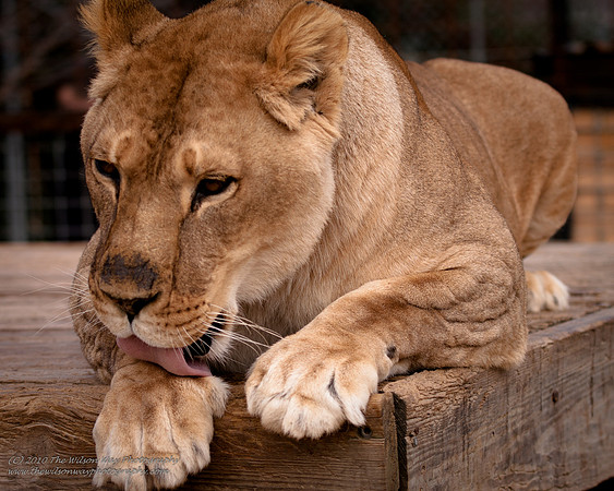 Suzies Pride-2406