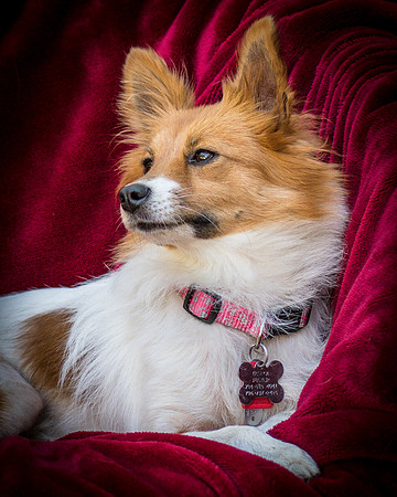 Foster Brandi-3347