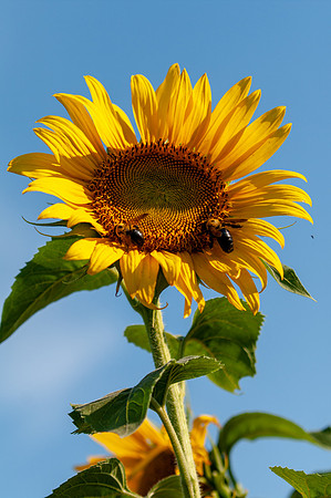 sunflowers-1851