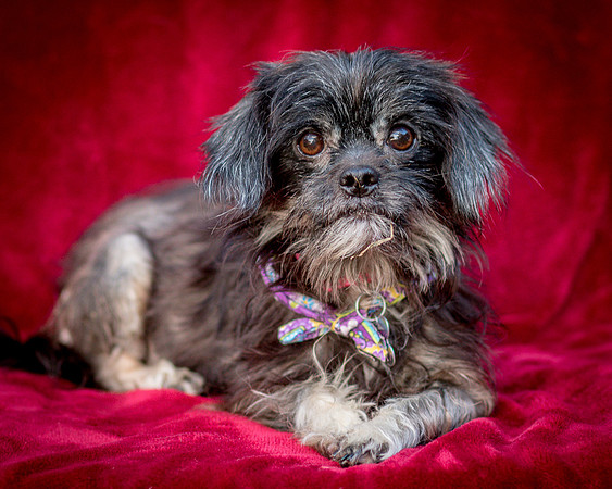 Foster Selene-2743