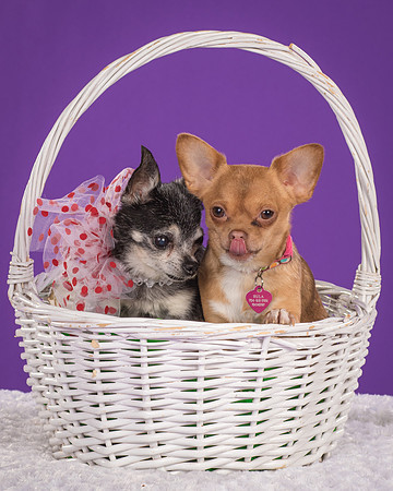 Rhumba and Hula-5503