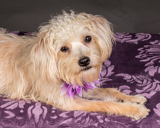 Foster Henrietta-8556