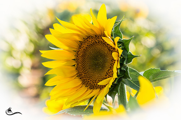sunflower 3-0626