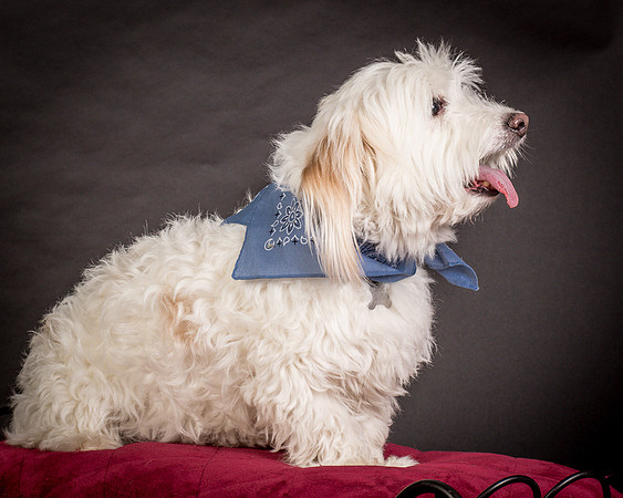 Foster Frosty-0562