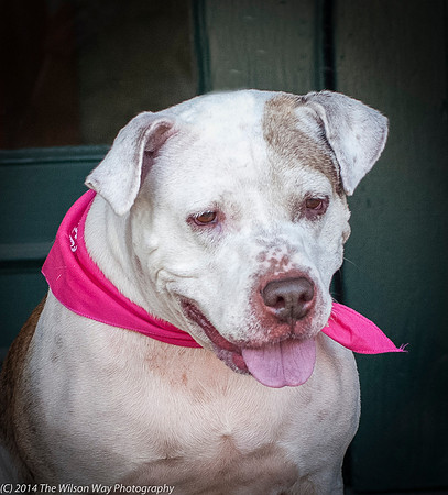 Foster Snickers-9289
