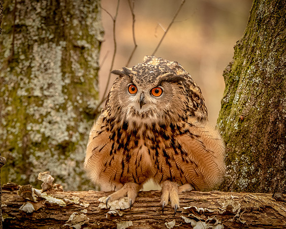 Raptor Center-5657