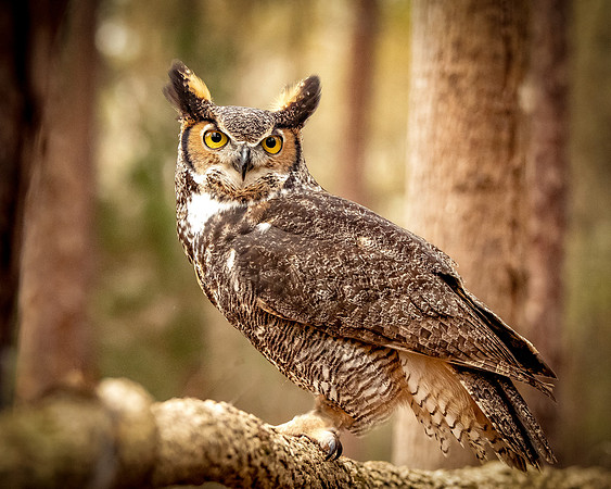 Raptor Center-5128
