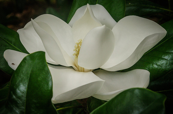 flower-2838