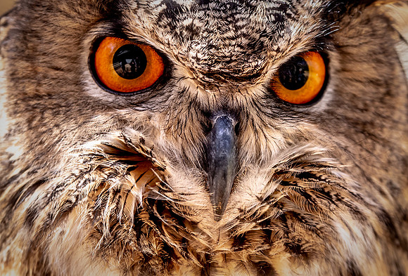 Owls-2-2