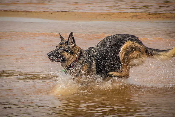Dogs-2315