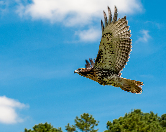 hawk-3712