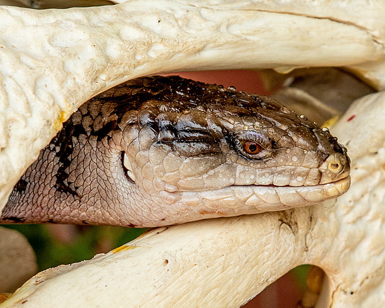 lizard-5766