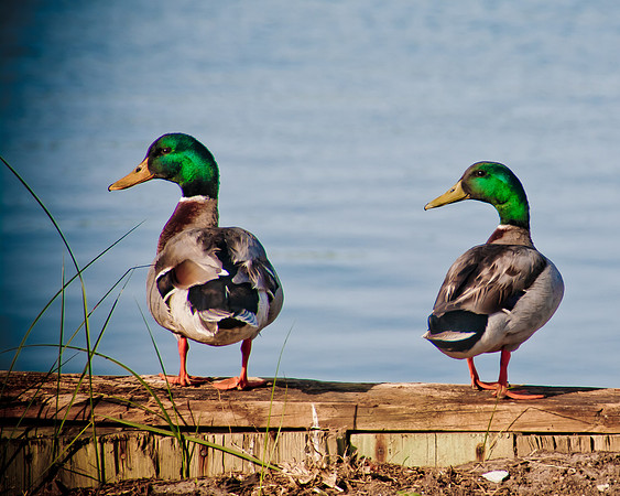 mallards-8645