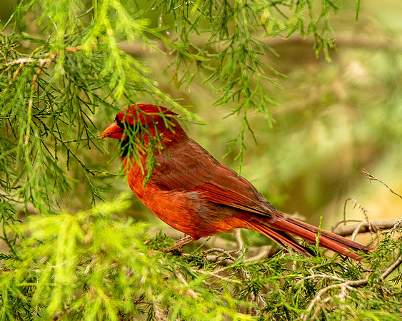 Red Bird-6784