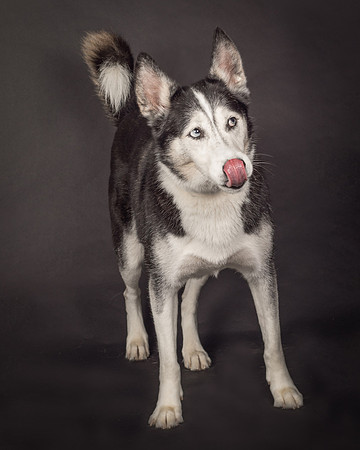 Dog-2421