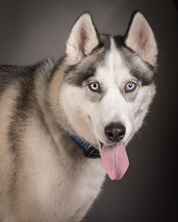 Dog-7624