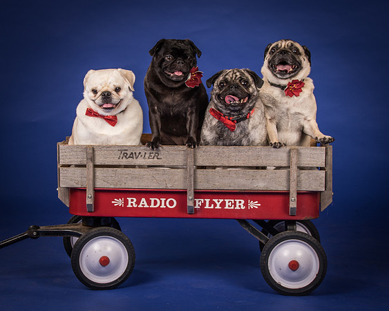 Dogs-8016