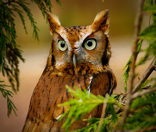 OWl-7799