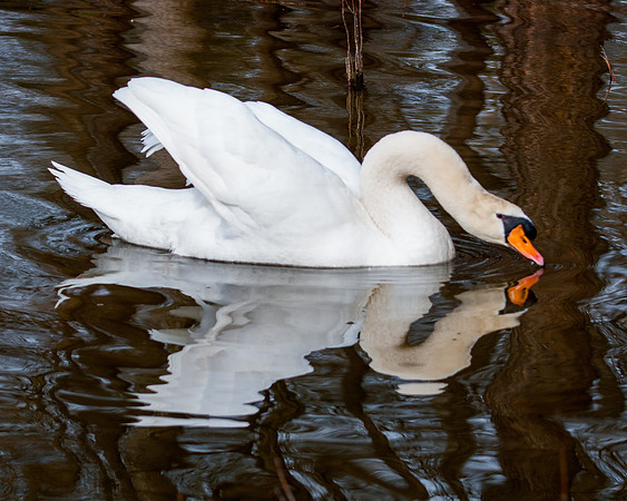 Swan-5451
