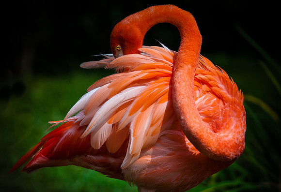 20140910-Nashville Zoo-1235-2-2