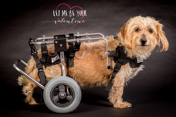 Dogs-0018-2