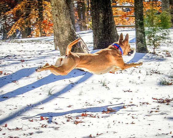 Snow-2962
