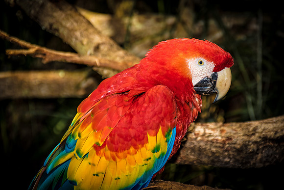 Brevard Zoo-7733