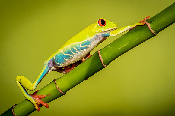 Reptiles-113