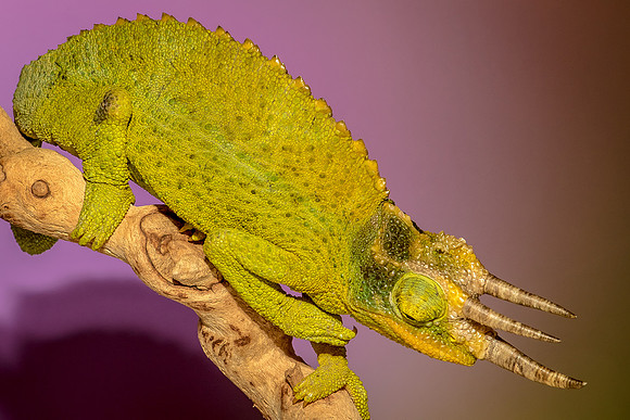 Reptiles-19