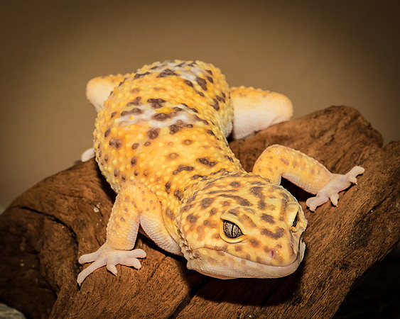 Reptiles-20
