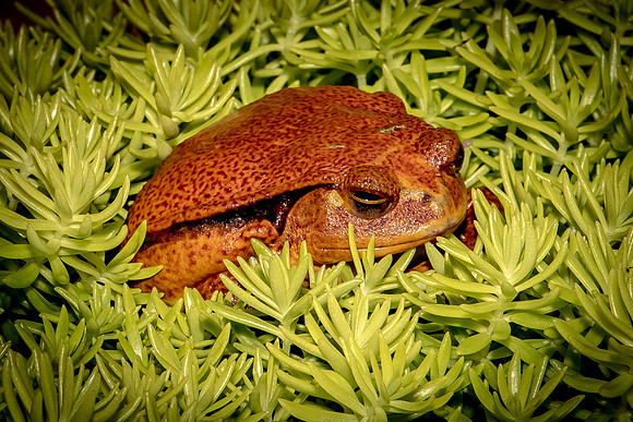 Reptiles-21