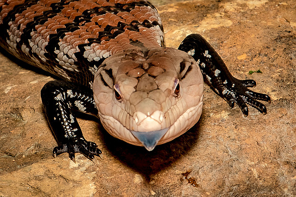 Reptiles-37