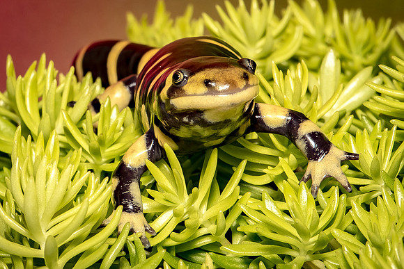 Reptiles-41