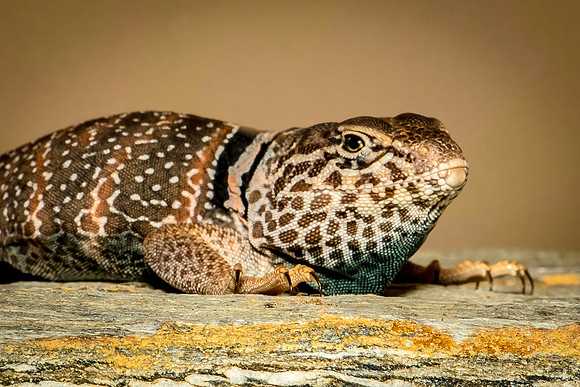 Reptiles-93