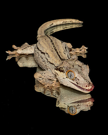 Reptiles-96