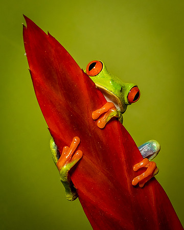 Reptiles-102