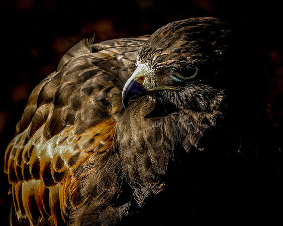 Bird-6427