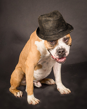 Dog-2157