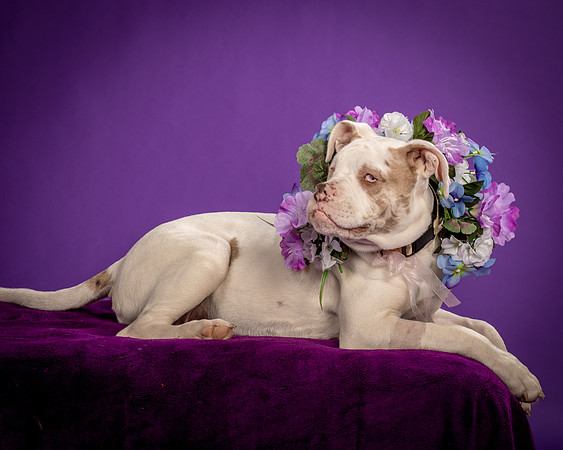 Dogs-1578