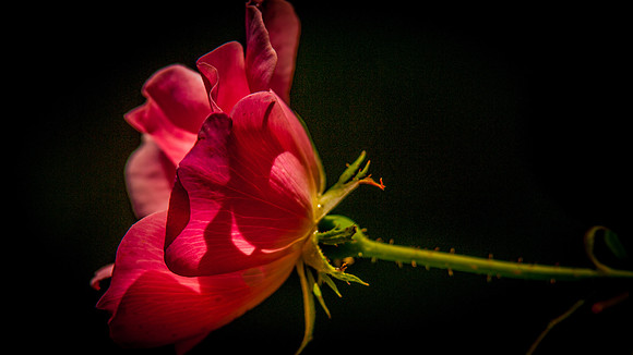 flowers-0115
