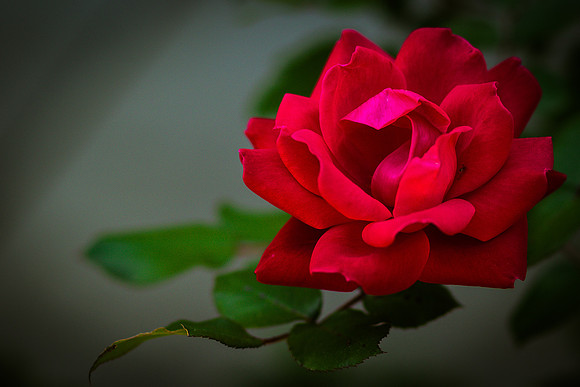 flowers-0298-2