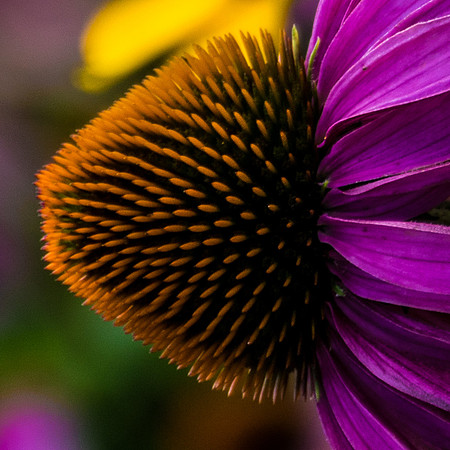 flowers-1518