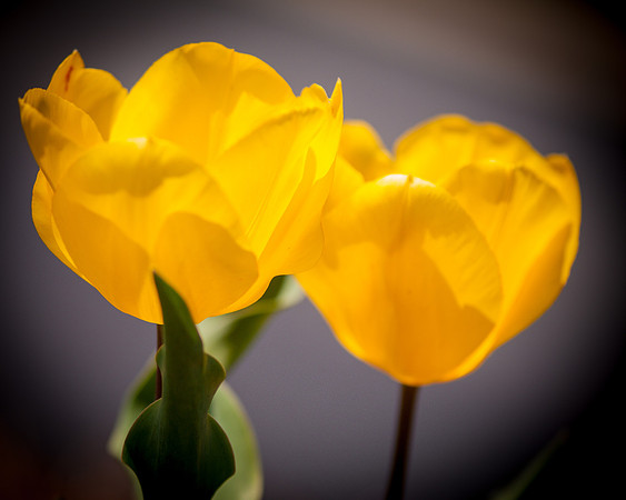 flowers-2910